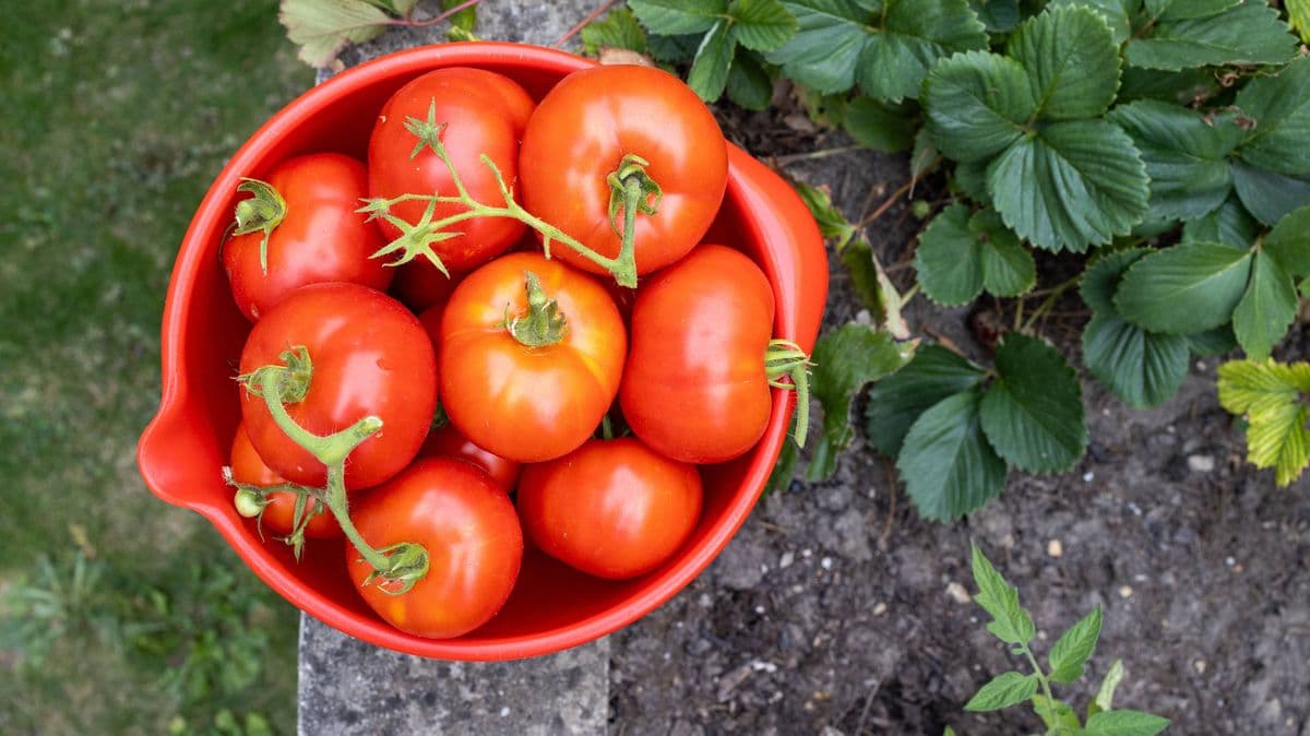 Tomatoes Grow Big with Simple Kitchen Scrap in April