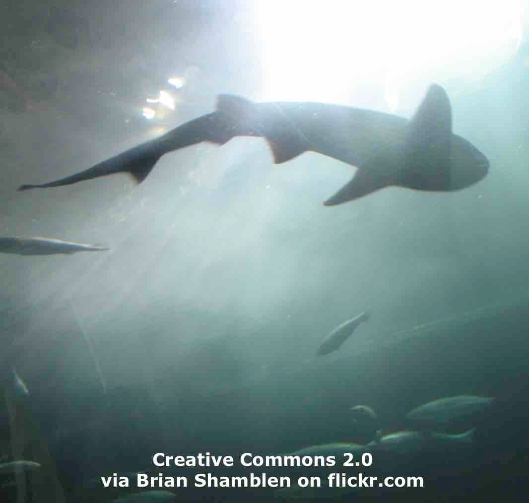 Influencers' Shark Photos Create Real Safety Risks