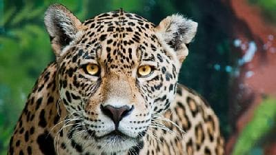 The forest sound maps predicting poachers' moves