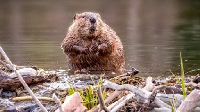 Why US ranchers are becoming beaver believers