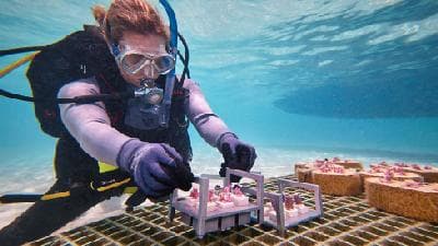 The giant structures where underwater life thrives