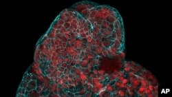 Scientists Grow Mini-Organs in Cells from Pregnancy Fluid