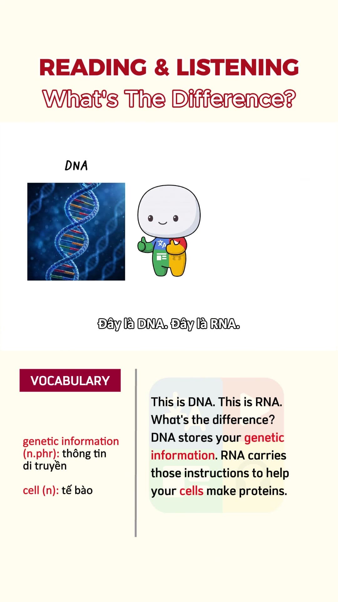 Giải thích DNA, RNA, Gene, Nhiễm sắc thể, Genotype và Phenotype