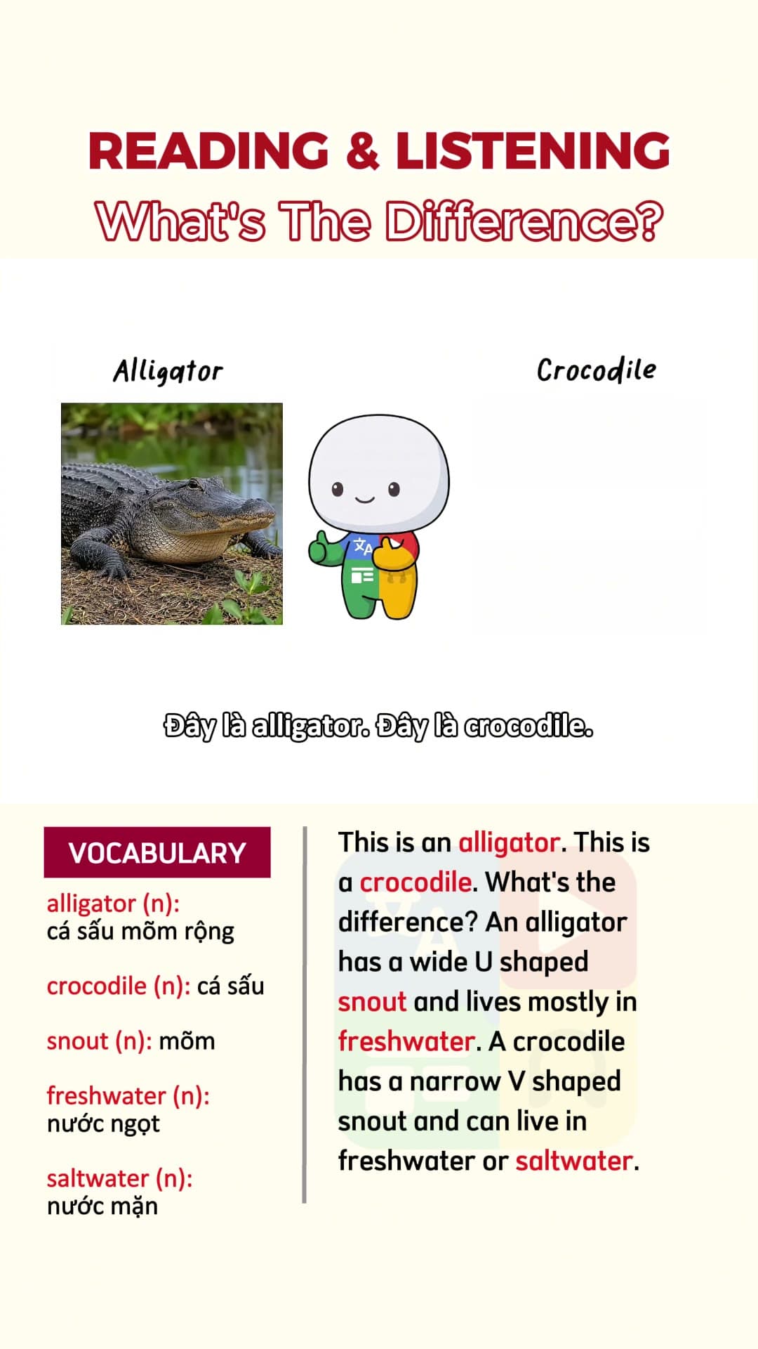 Alligator vs Crocodile, Bison vs Buffalo, Otter vs Beaver: Nhận biết sự khác nhau
