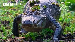 Caiman Lingers Waiting for a Meal | 20 Years of Planet Earth | BBC Earth