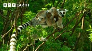 Ring-Tailed Lemurs Forage for Food | BBC Earth