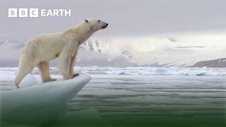 Extraordinary Bear Moments | BBC Earth