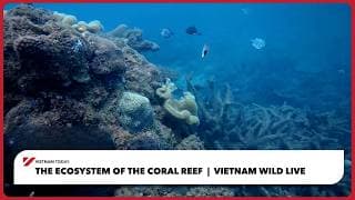 The ecosystem of the coral reef - Vietnam Wild Live | Vietnam Today