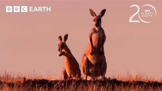How Do Kangaroos Survive Extreme Heat? | 20 Years of Planet Earth | BBC Earth