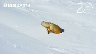 Red Fox’s Impressive Snow Dive To Hunt Prey | 20 Years of Planet Earth II | BBC Earth