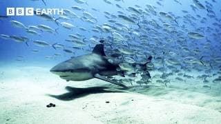 Stunning Underwater Paradise Under Threat | Guardians | BBC Earth