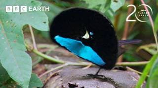 Extraordinary Bird of Paradise Courtship Dance | 20 Years of Planet Earth | BBC Earth