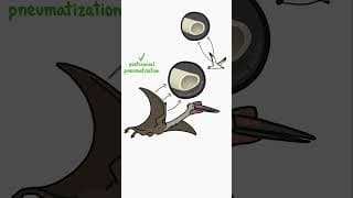 How can Giant Pterosaurs even fly?