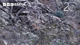 How Snow Leopards Survive on the Roof of the World | BBC Earth