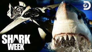How BIG Were Megalodon Sharks? | Shark Week | Discovery