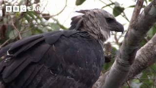The Most Powerful Eagle in the World | BBC Earth