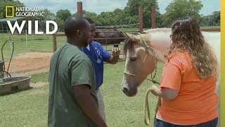 A Horse With Stifle Lock | Critter Fixers: Country Vets