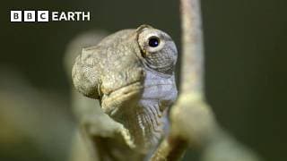 A Chameleon’s Race Against Time | Madagascar | BBC Earth