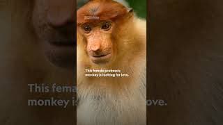 For proboscis monkeys, size DOES matter... apparently🐒👃 #Underdogs