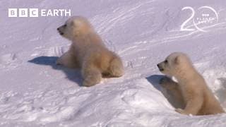 Polar Bear Cubs Take First Steps | 20 Years of Planet Earth | BBC Earth