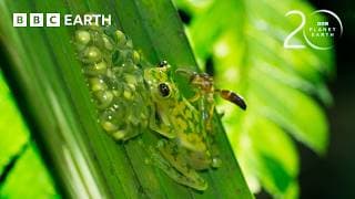 Super Dad Frog Defends His Eggs From Wasps | 20 Years of Planet Earth | BBC Earth