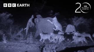 Young Elephant vs 30 Lions | 20 Years of Planet Earth | BBC Earth