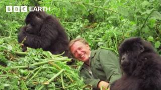 Attenborough's Extraordinary Gorilla Encounter | Making Life on Earth | BBC Earth