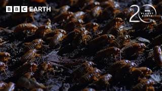 The Biggest Insect Emergence on the Planet | 20 Years of Planet Earth | BBC Earth