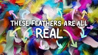 There’s no such thing as a fake feather