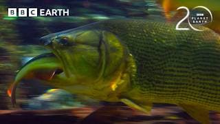 Piranhas Strip a Fish to the Bone | 20 Years of Planet Earth | BBC Earth