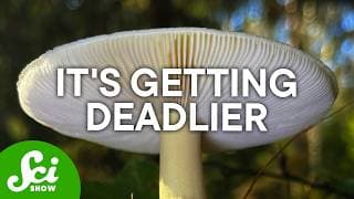 The World's Deadliest Mushroom is Getting Deadlier