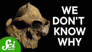 Your Extinct Cousin LOVED Eating Grass