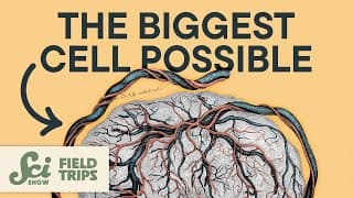 You Had A Cell That Was Larger Than A Bedsheet