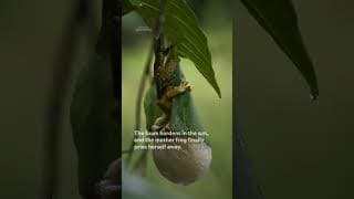 Baby tree frogs make the bubbliest of entries! 🫧 #InsideTheEnchantedWaterways