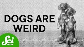 Humans Didn't Make Dogs Weird