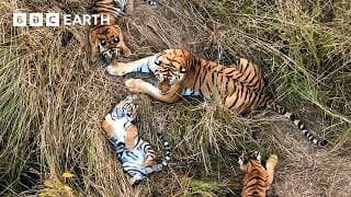 No One Has Ever Seen Tigers Do This Before | Tiger Island | BBC Earth