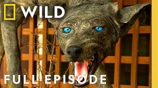 Goat Sucking Ghoul (Full Episode) | Wild Scene Investigations | Nat Geo Animals