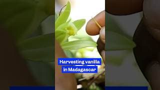 Why #vanilla in #Madagascar is nicknamed "green gold." #vanillabeans #soexpensive