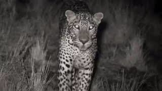 Leopard Kill Captured with Infrared Night Vision | Lands of the Monsoon | BBC Earth
