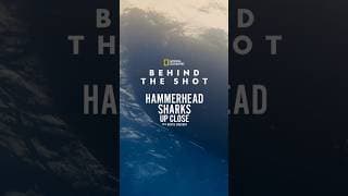Behind the Shot: Rebreather #HammerheadSharksUpClose