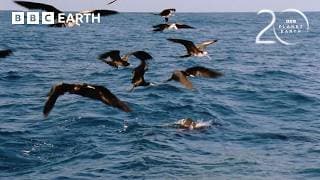 The Deadly Fish That Changes Colour to Hunt | 20 Years of Planet Earth | BBC Earth