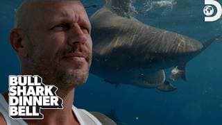What Causes Bull Sharks to Strike? | Bull Shark Dinner Bell | Shark Week | Discovery