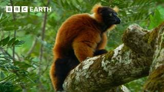 Lemur Defends Trees From Fruit Robbers | BBC Earth