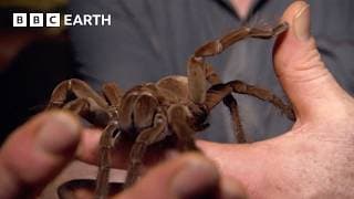 Stalking The World's Largest Tarantula | Expedition Guyana | BBC Earth