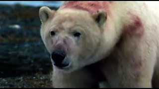 Polar Bears Ambush a Colony of Walruses | Polar Bear Battlefield | BBC Earth