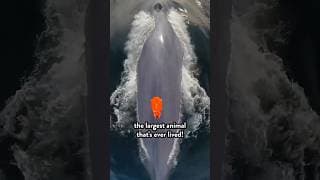 This is how to tag a BLUE WHALE 🐋 with a drone (for science!!)