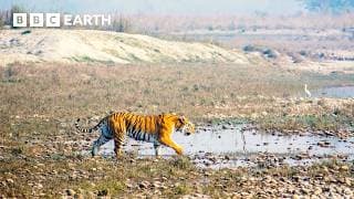 Remarkable New Tiger Behaviours Caught on Camera | Tiger Island | BBC Earth