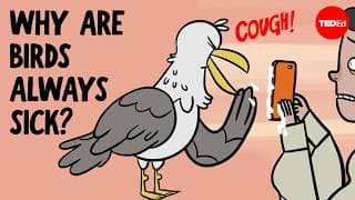 Why is it so easy for birds to spread illness? - Benjamin Anderson