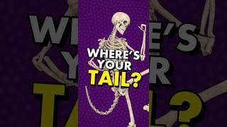 Why don’t humans have tails?