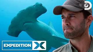 Tracking the Most Elusive Shark Species | Expedition X | Discovery